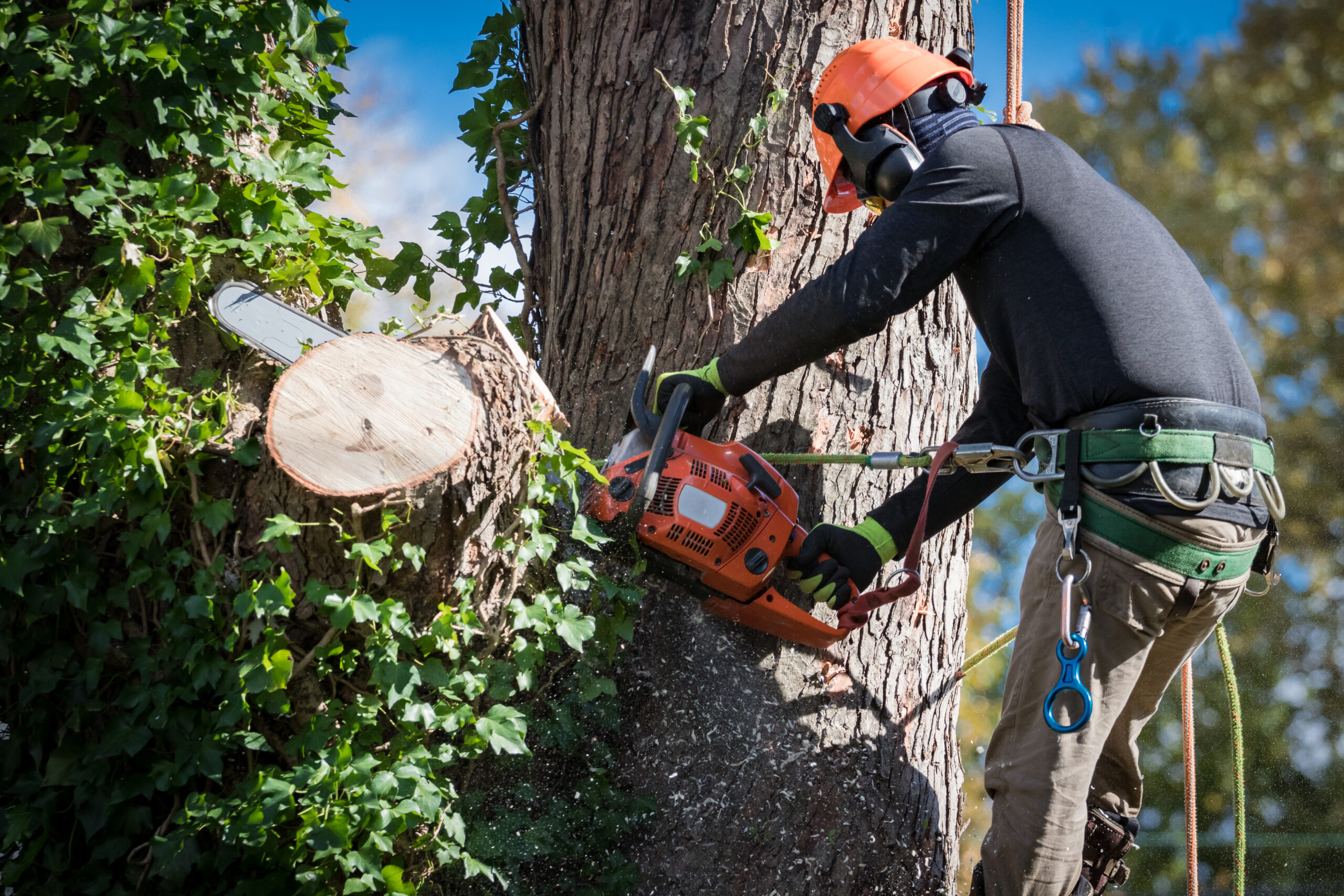What You Need to Know About Tree Services